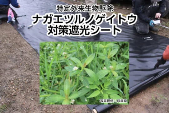 ナガエツルノゲイトウ対策遮光シート